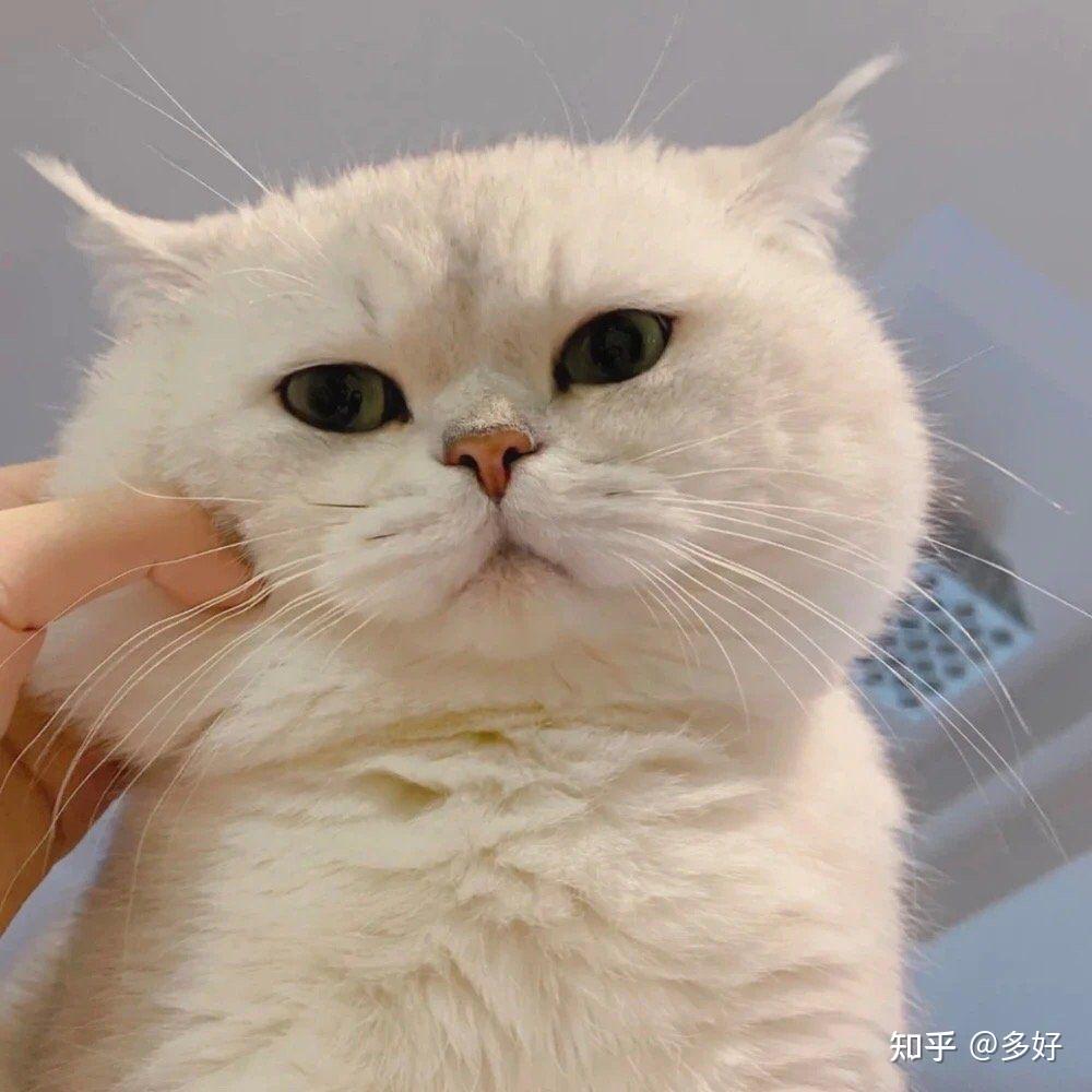 哪些宠物头像好看? - 知乎