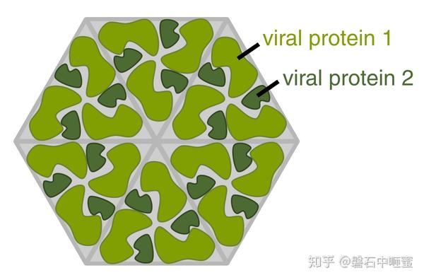 病毒 Virus - 知乎