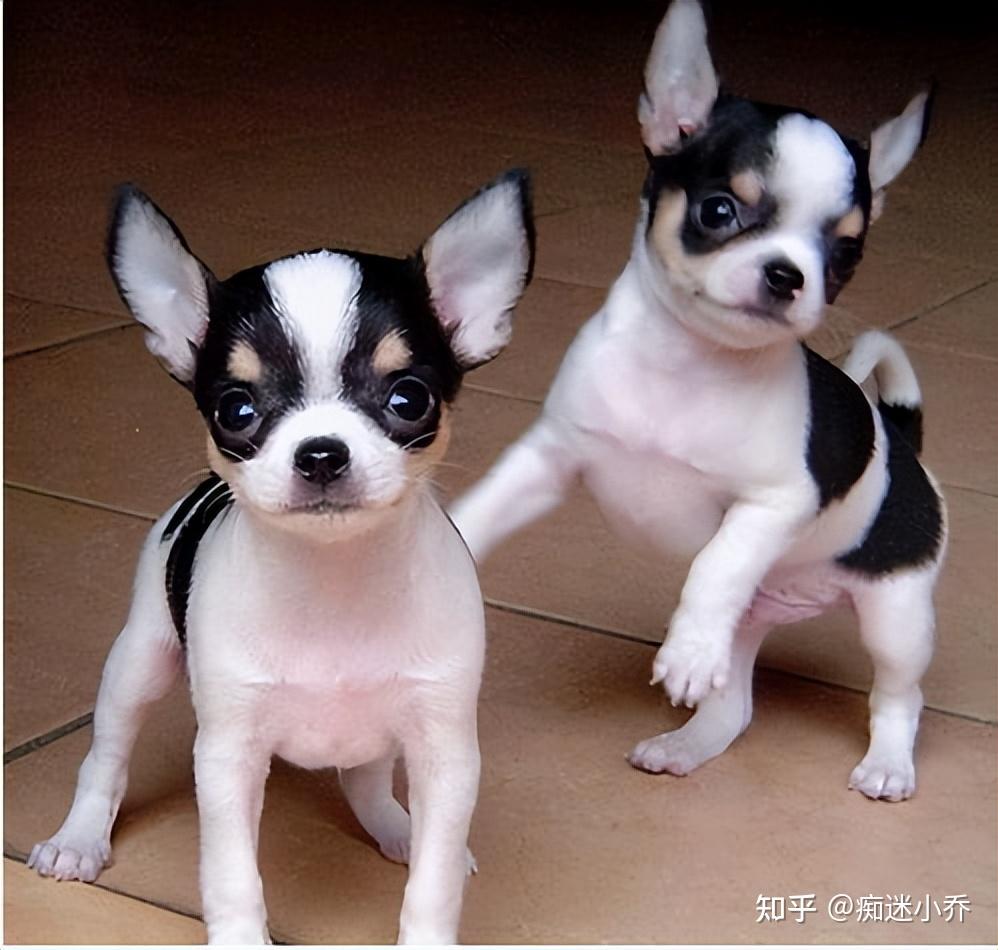 曾经风靡一时的吉娃娃,现在为什么少见?跟它的优缺点有关 - 知乎