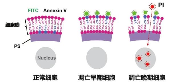 常用细胞凋亡检测方法详细内容大公开 - 知乎