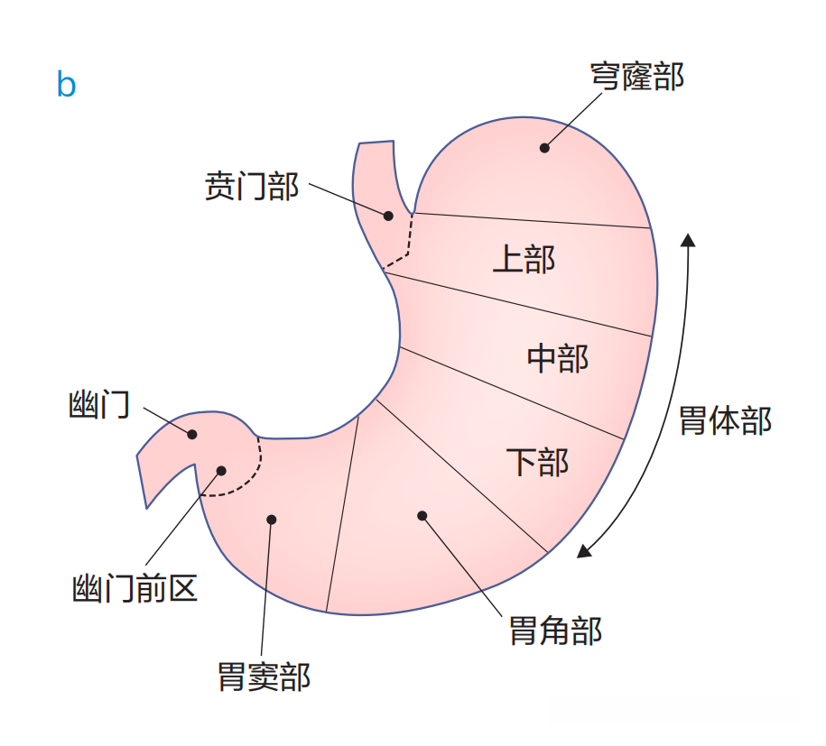 胃弯窿部大弯透亮像 – 胃穹窿部後壁透亮像 : 「胃底部（胃穹窿部）透亮像」に関する医師の回答 – UYGIY