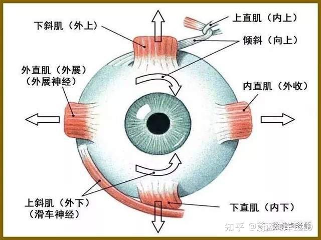 瞳孔环形肌图片