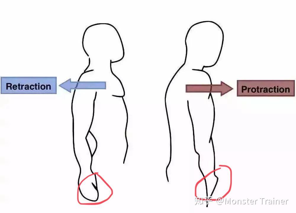 怎样纠正成年人驼背耸肩的体态