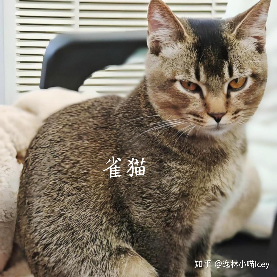 中国本土十大“名猫”大揭秘:你认识几种呢? - 知乎