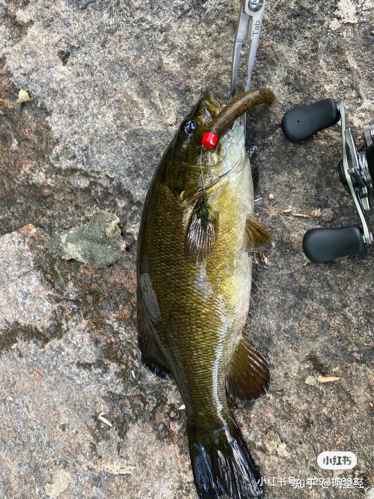 megabassp5destroyerhien飞燕