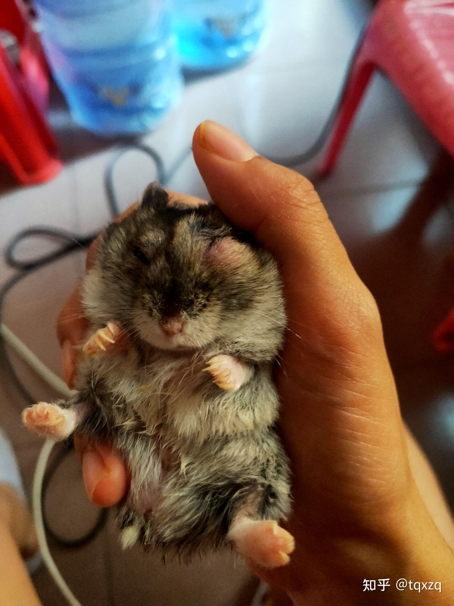 我家仓鼠眼睛红肿睁不开还突出来了用了眼药水后更严重了请问还有什么