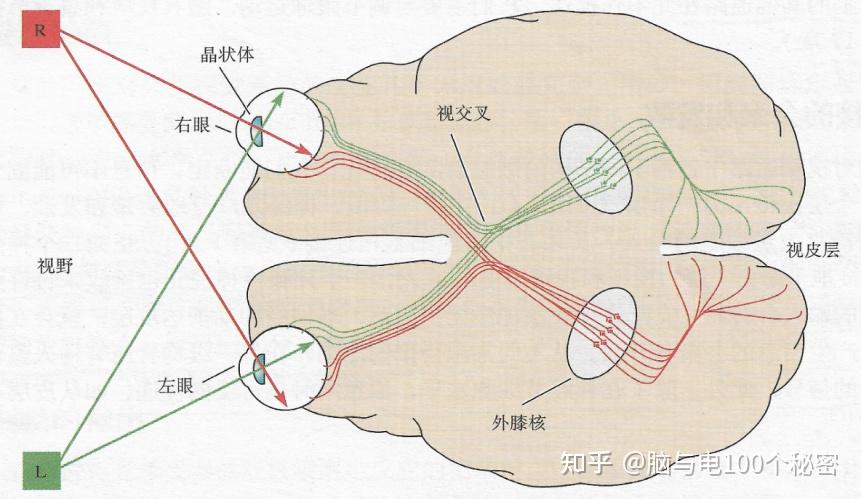 浅反射传导通路图片