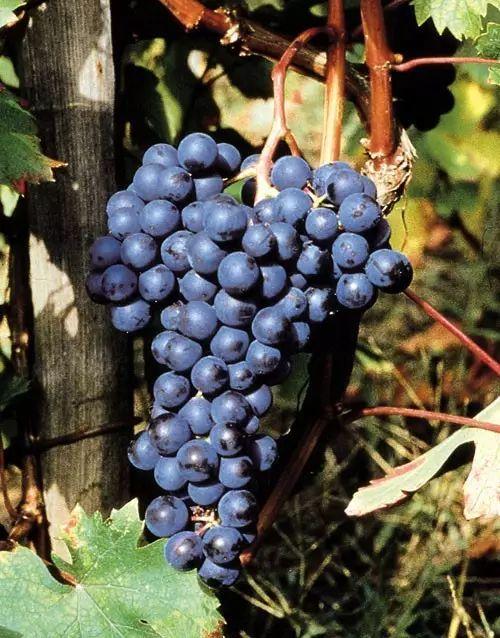 意大利葡萄品种漫谈——dolcetto多姿桃(或者"ormeasco奥梅阿斯克")