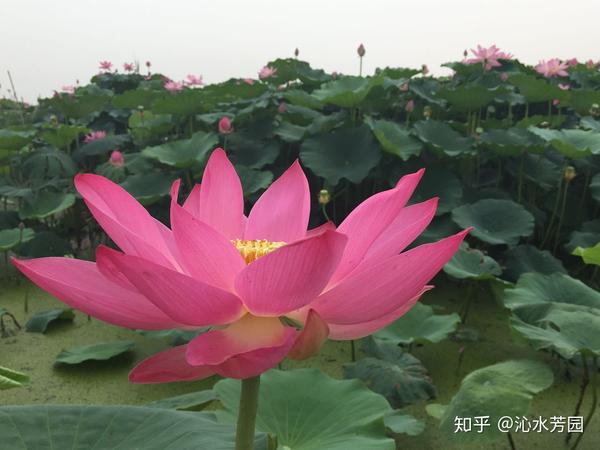 荷花种子 莲子 种植方法 知乎 荷花种子 莲子 种植方法 知乎