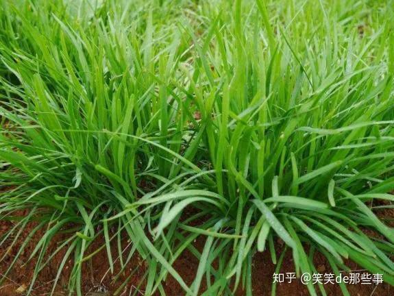 癌细胞最怕的三种蔬菜经常吃癌症远离你