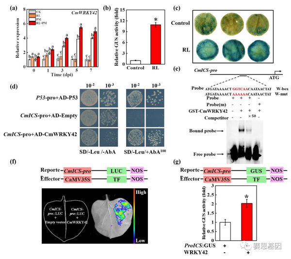 【Plant Cell Environ】PIF8-WRKY42介导水杨酸合成，从而调节甜瓜对白粉病的抗性 - 知乎