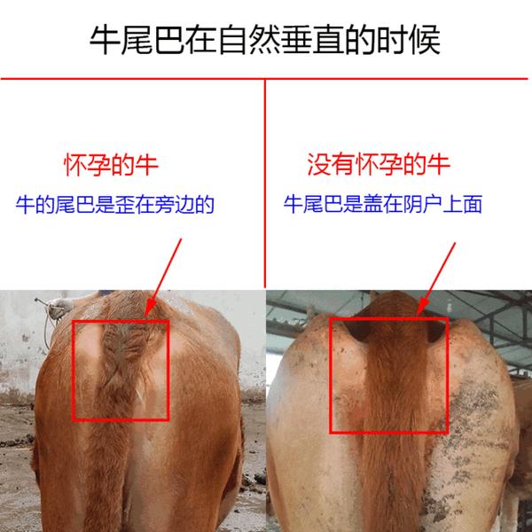 小牛看家如何判断母牛是否怀孕带犊最后一种方法神了