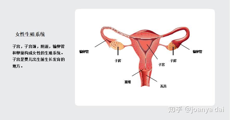 子宫组织学分层图图片