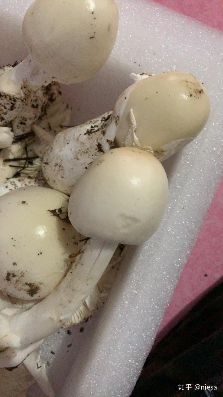 刚下完雨在山上发现的想问一下大家这个白色蘑菇能吃吗