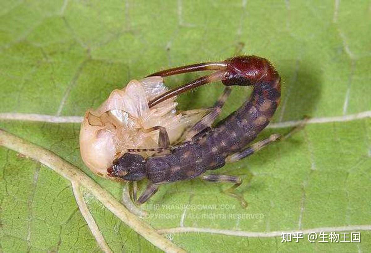 最护犊子的生物“火夹子”——蠼螋:生命中最后一件事是照顾小孩 - 知乎