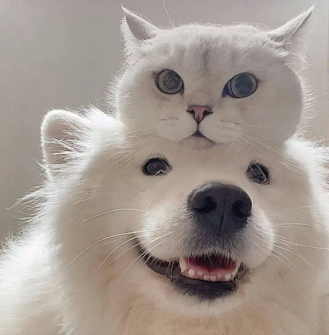 151张超好看的情侣头像-好看情侣的壁纸高清