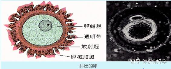 第八章 生殖系统 - 知乎