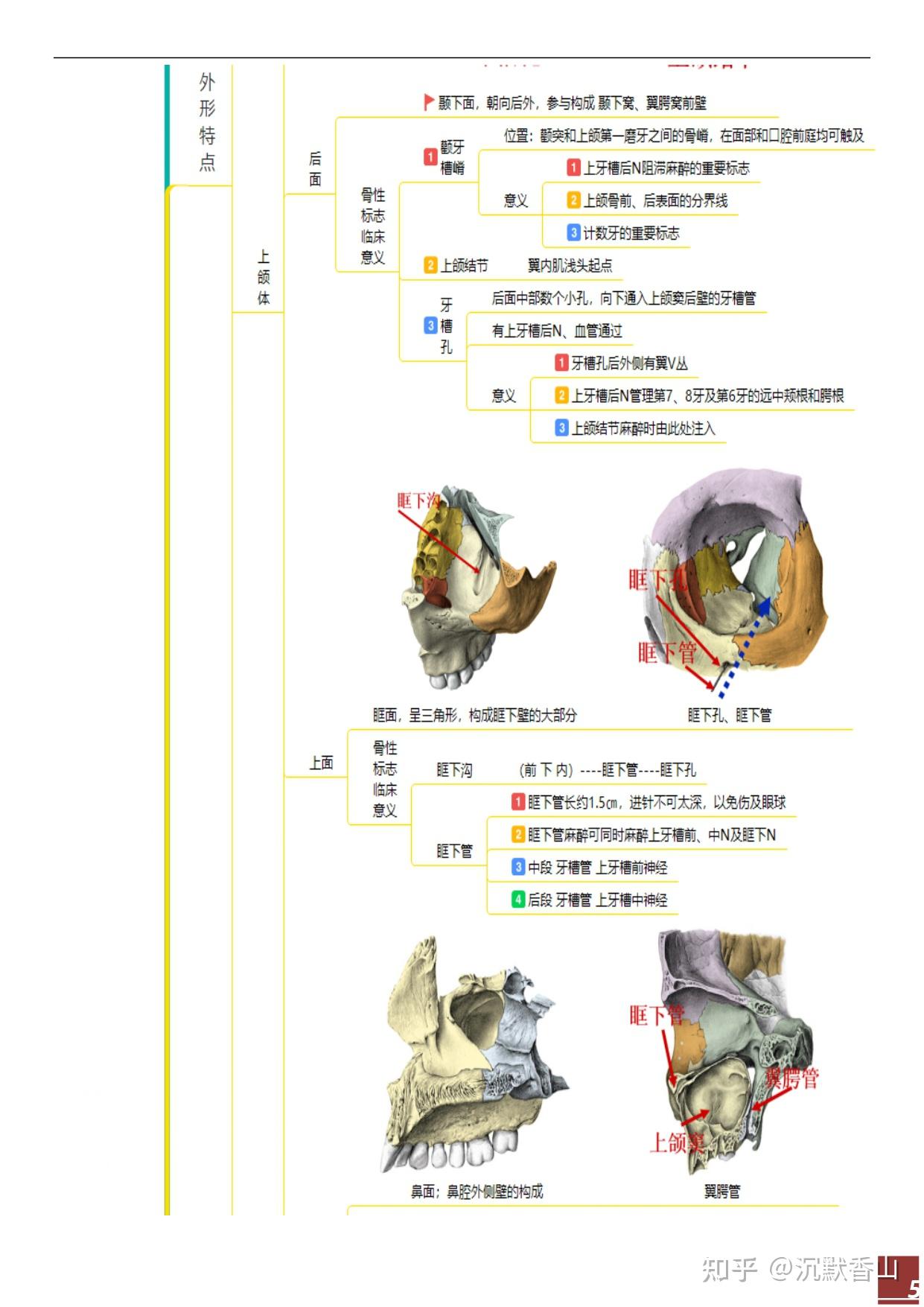 口颌面颈部肌思维导图