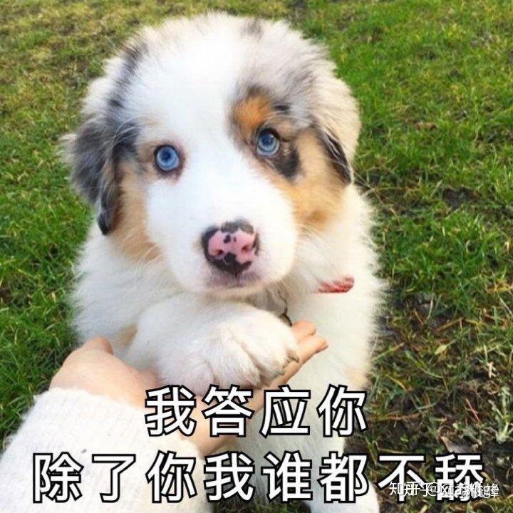 舔狗到底有多卑微