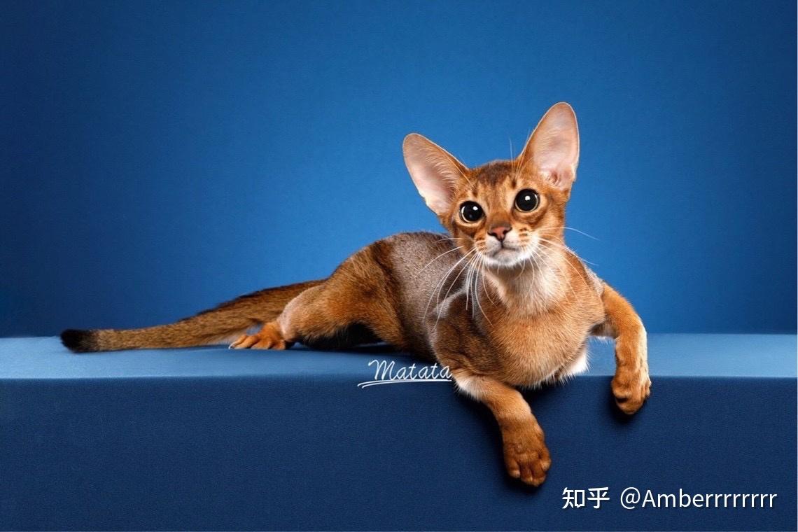 阿比西尼亚法老猫 - 知乎