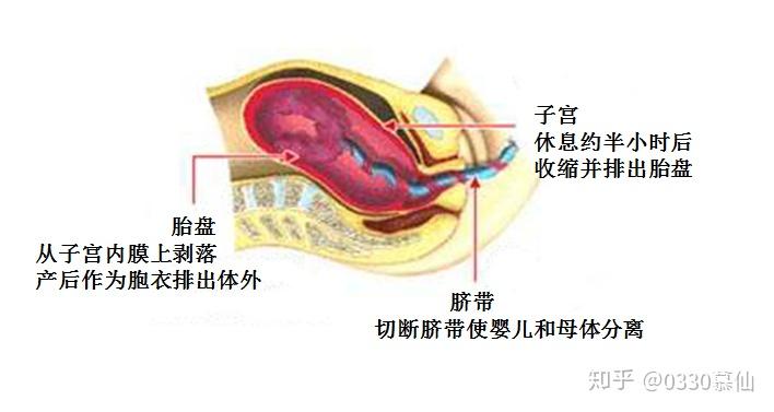 胎盘真图 子宫图片