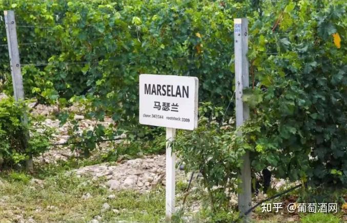 这一瓶,很出彩 — 美贺庄园尊享马瑟兰干红葡萄酒 - 知乎