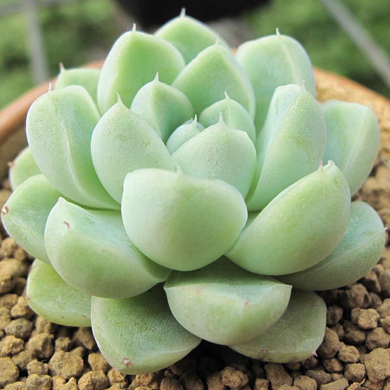 景天科多肉厚叶月影