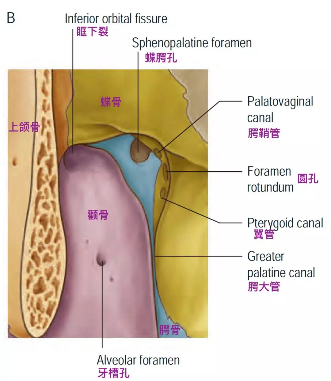 翼腭窝内动脉图片