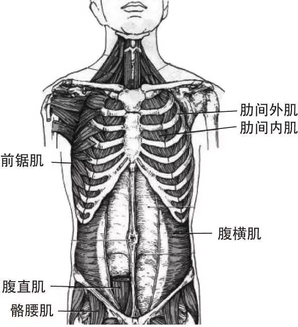3,背部浅层肌4,背部深层肌5,大腿及盆带肌所以核心训练并不单单只是指
