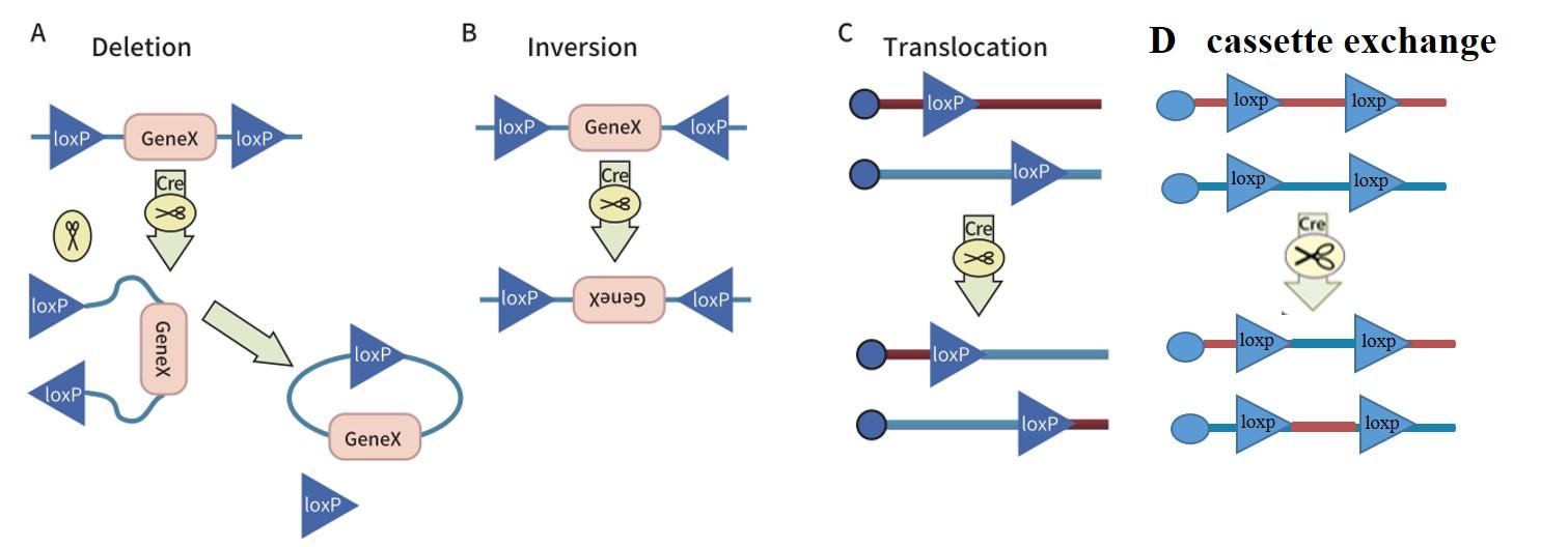 又见Cre！Cre/Loxp系统应用全攻略 | 知识点分享 - 知乎