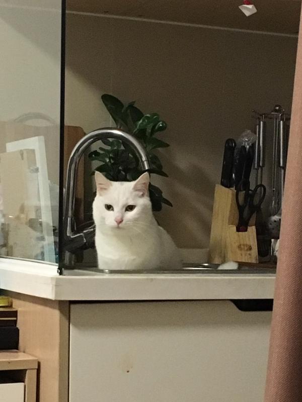猫喜欢蹲水槽里什么毛病 知乎