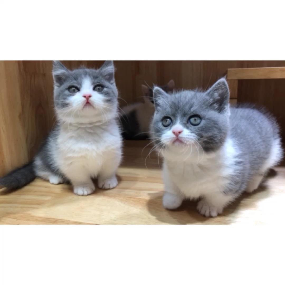 很萌很可爱发布于 昨天 11:27 · 416 次播放猫英短蓝猫品种猫曼基康