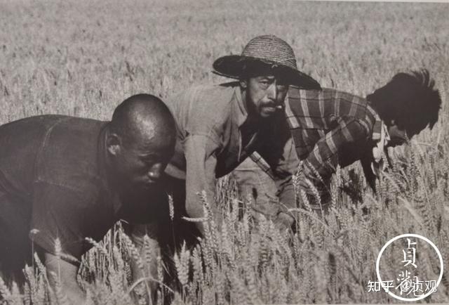 一把镰刀闯关中的甘肃麦客,如今已经看不到了