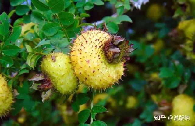 来看看我们云南的各种泡儿