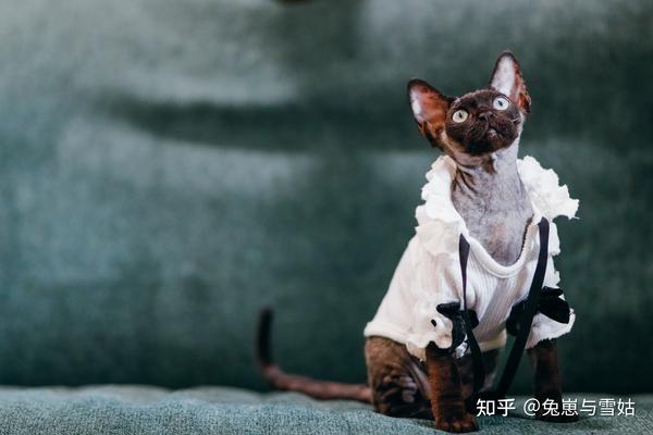 猫咪品种科普之【德文卷毛猫】,附精美剧照! - 知乎