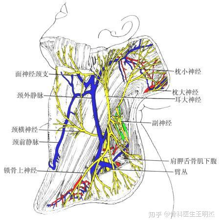 容易被忽视的枕大神经性偏头痛 - 知乎