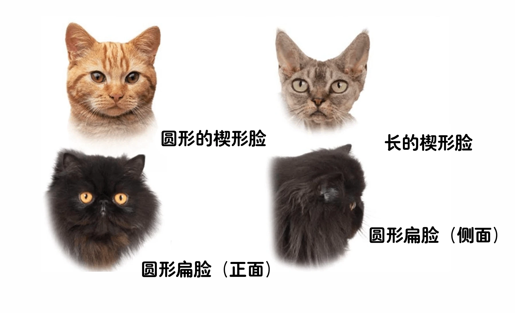 养猫知识点:从头到尾解析猫咪身体结构 - 知乎