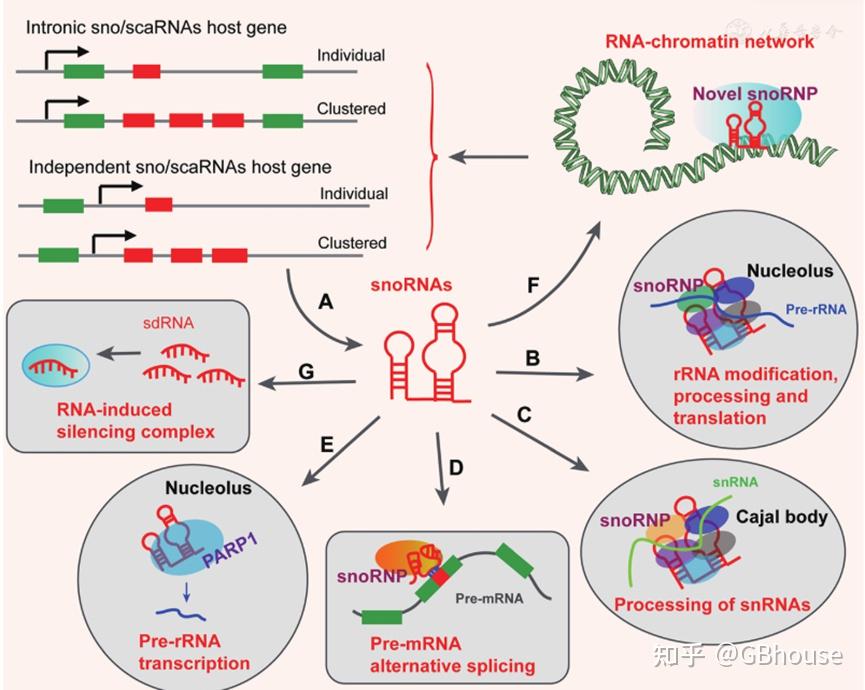 常见16 种 RNA 结构及其功能介绍，为什么你的研究是某一类特定RNA - 知乎