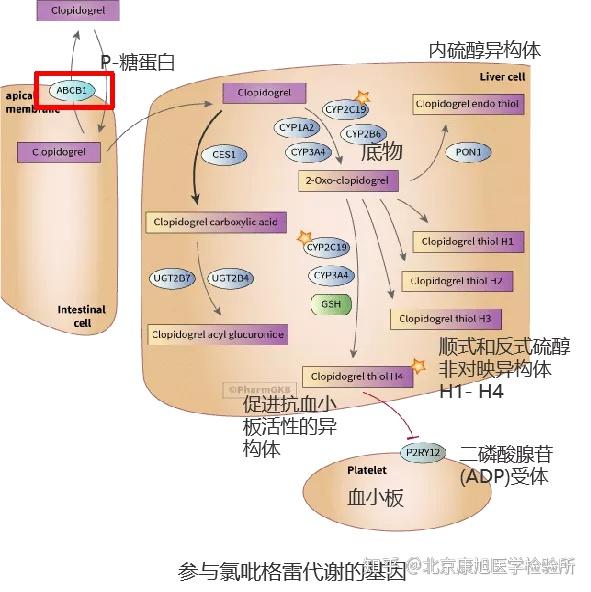 【血栓】康旭医学氯吡格雷用药指导的基因检测