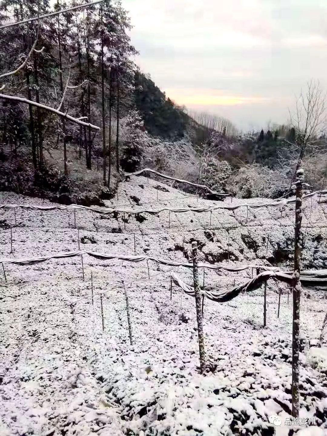 彭州下雪了! 