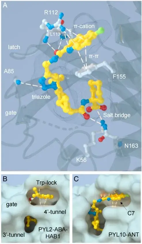 PNAS | 一种新型ABA受体拮抗化合物——ANT - 知乎