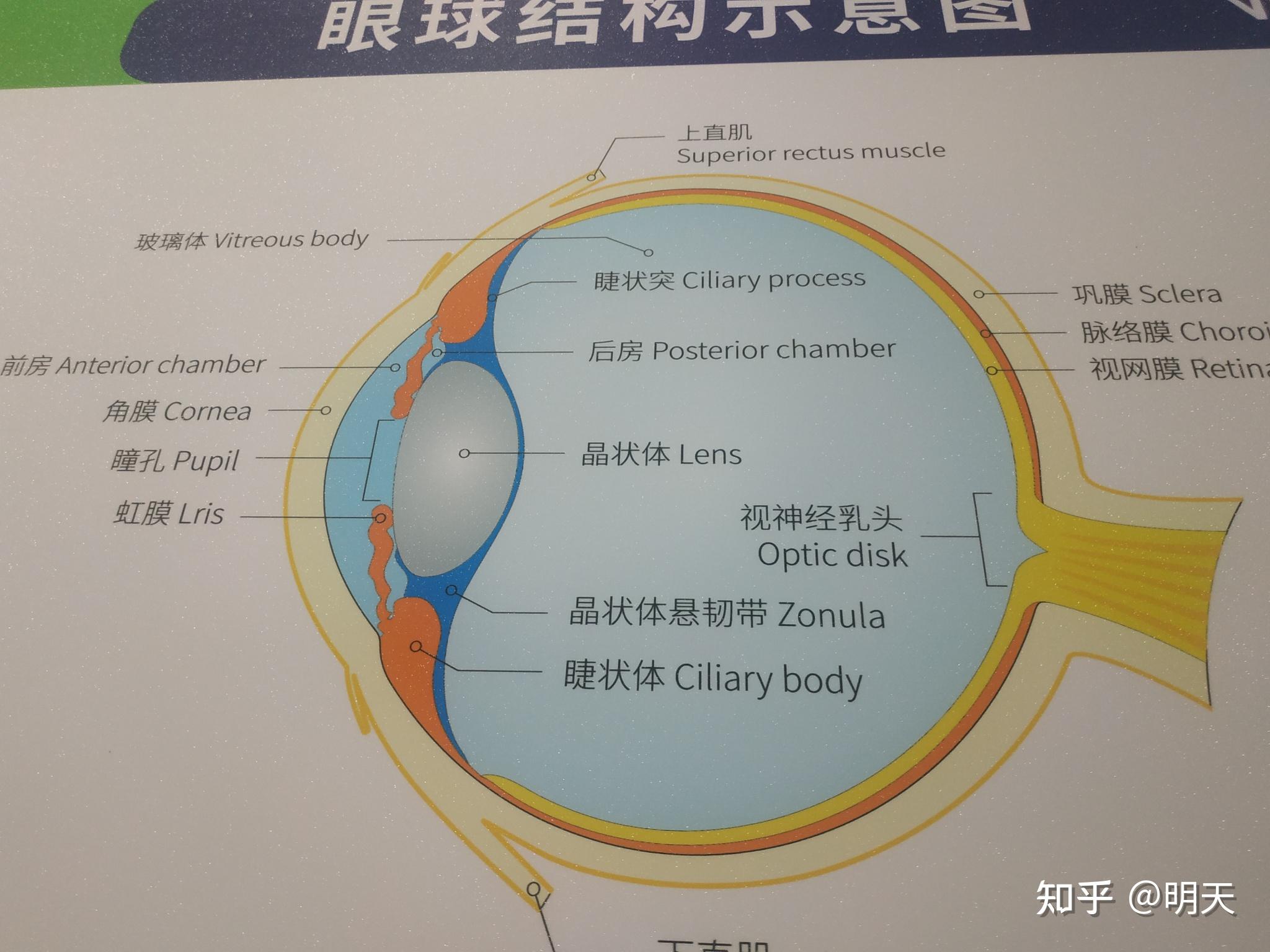 晶状体悬韧带解剖图图片