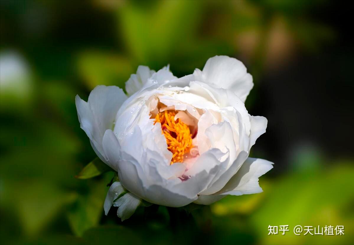 十大公认最好闻的花香 - 知乎