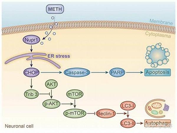 适用广泛tunel法细胞凋亡检测试剂盒橙红荧光
