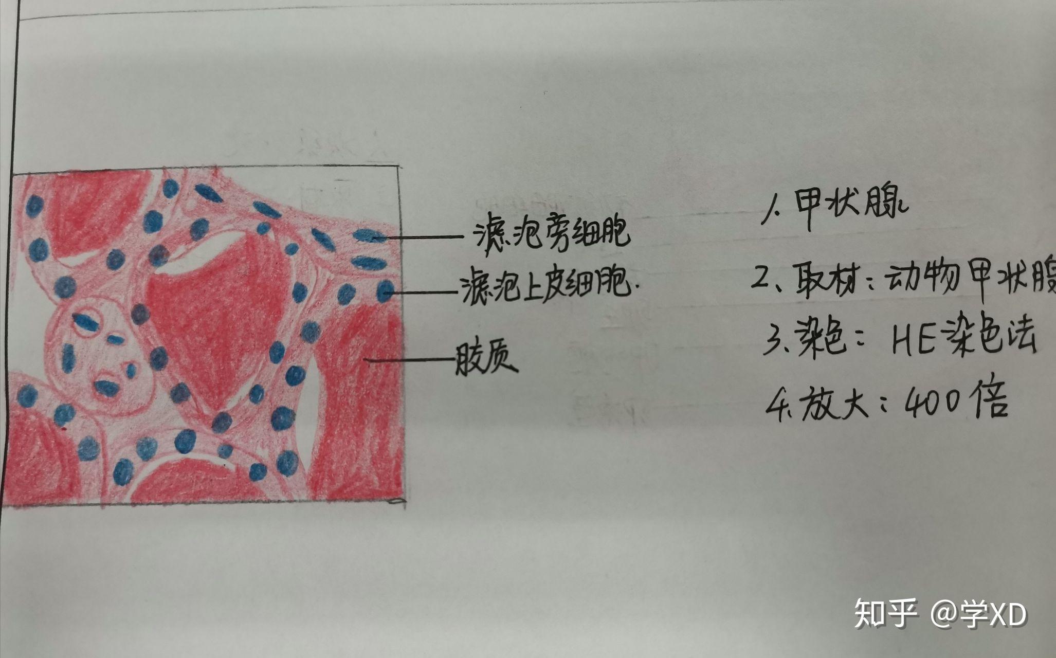 组胚实验红蓝铅笔绘图 