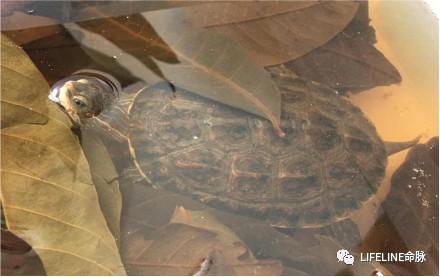 写 在 最 后本期给大家介绍了里海拟水龟和希腊拟水龟的区别以及饲养