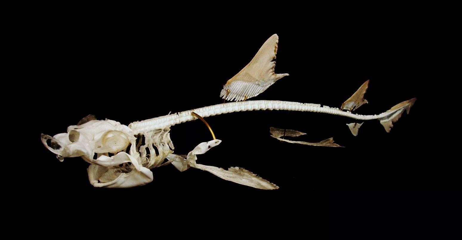 大白鲨骨骼-图库-五毛网