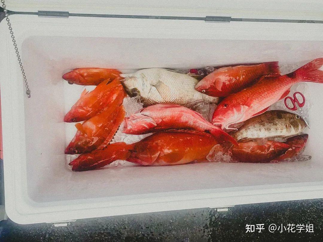 年年有鱼 | 分享一下我的日本留学海钓生活！ - 知乎