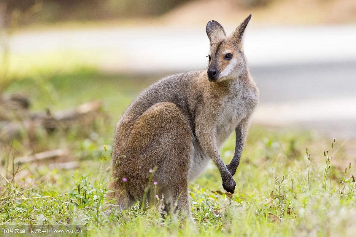 shootingskippykangaroos