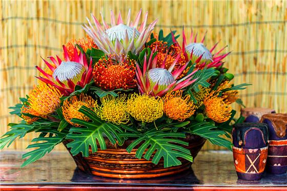 帝王花,以其巨大的花魁,绚丽的色彩与优雅的造型脱颖而出,号称花中之